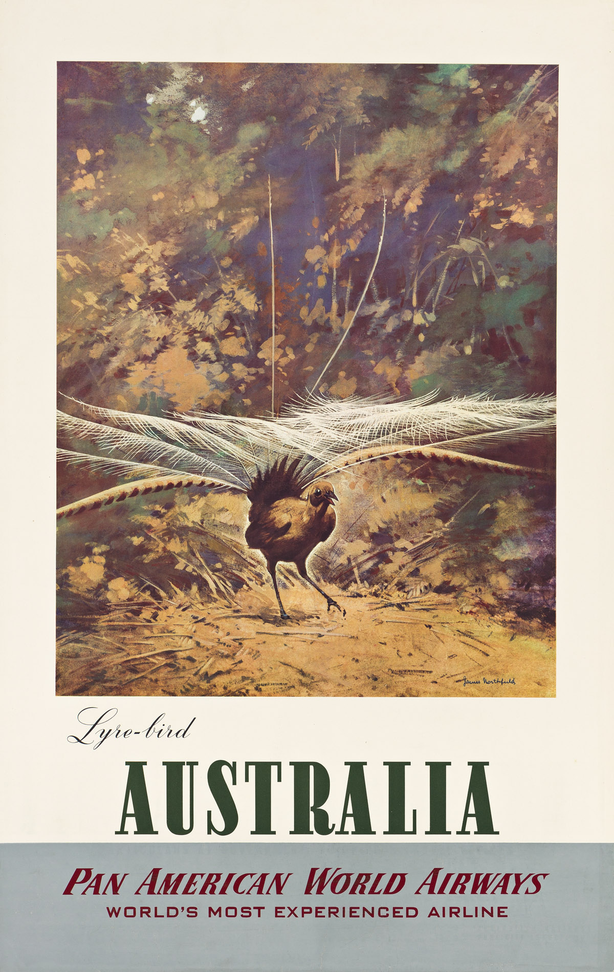 JAMES NORTHFIELD (1887-1973).  AUSTRALIA / LYRE - BIRD / PAN AMERICAN WORLD AIRWAYS. Circa 1930s. 39¾x25 inches, 101x63½ cm.